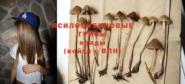 стаф Алзамай