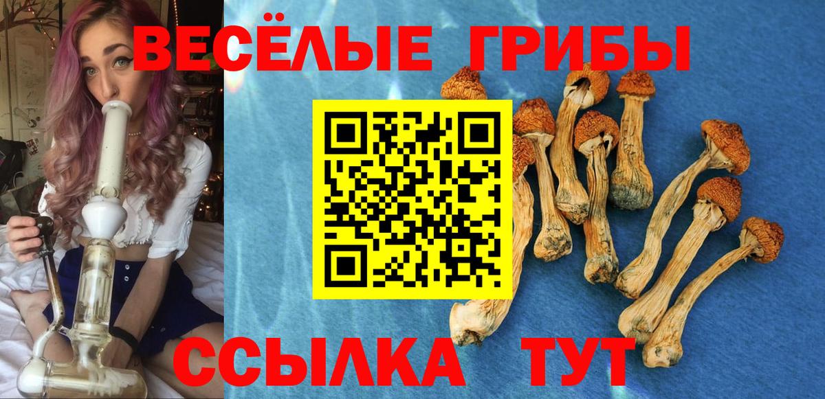 Курганинск  Галлюциногенные грибы Cubensis  закладки  Вход с VPN 